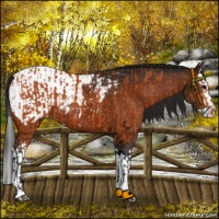 Horse Color:Bay Appaloosa  and Gray Bay Sabino Splash Appaloosa 