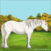 Horse Color:Perlino Near Leopard 