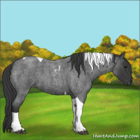 Horse Color:Unknown 