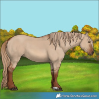 Horse Color:Red Dun 