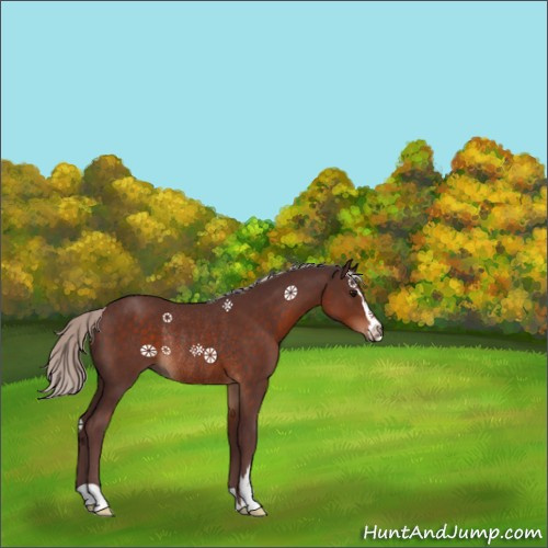 Horse Color:Chocolate Silver Brown Sabino Rabicano 