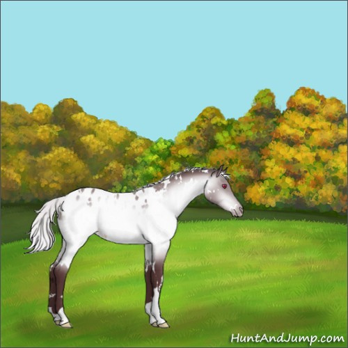 Horse Color:White Spotted Chocolate Silver Brown Chinchilla Appaloosa Rabicano 
