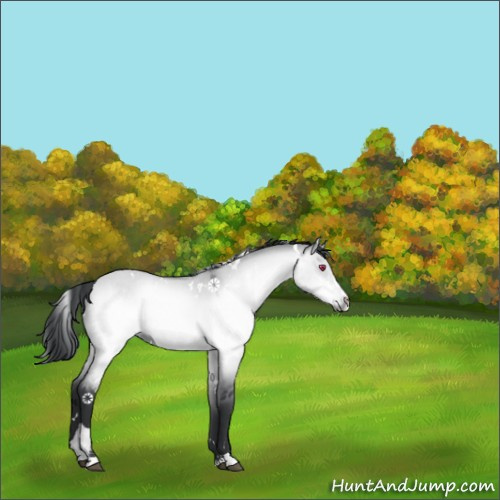 Horse Color:White Spotted Bay Chinchilla Dun Sabino Rabicano 
