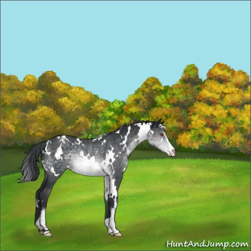 Horse Color:White Spotted Brown Chinchilla Sabino Appaloosa Rabicano 