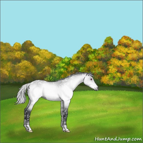 Horse Color:Silver Bay Chinchilla Ice Dun Rabicano 