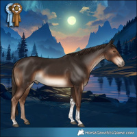 Horse Color:Liver Chestnut Tobiano Rabicano 