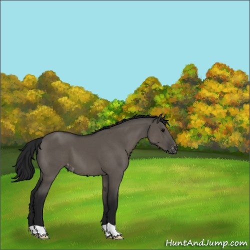 Horse Color:Gray Grullo Appaloosa 
