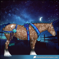 Horse Color:Gray Black Pearl Appaloosa 