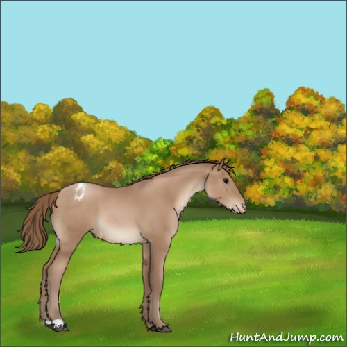 Horse Color:Black Pearl Appaloosa 