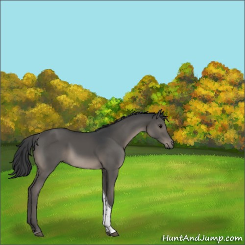 Horse Color:Black Tobiano 