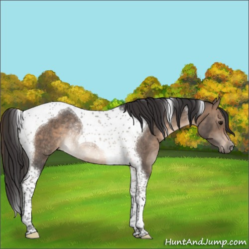 Horse Color:Brown Dun Tobiano Rabicano 