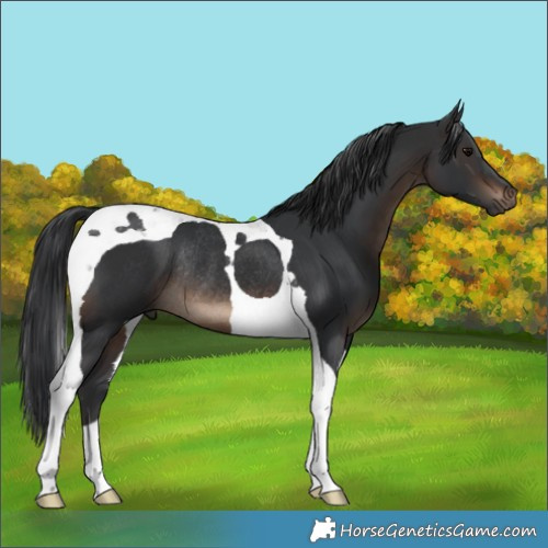 Horse Color:Brown Tobiano Rabicano 