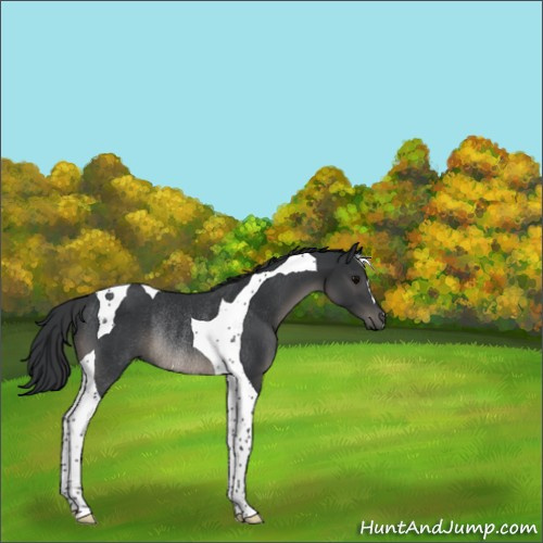 Horse Color:Black Tobiano Rabicano 