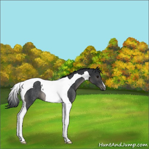 Horse Color:Black Tobiano Rabicano 