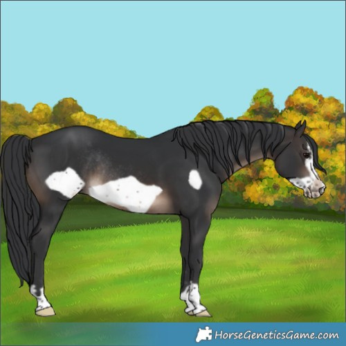 Horse Color:Brown Frame Rabicano 