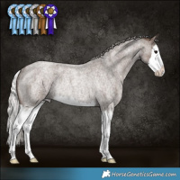Horse Color:Silver Blue Roan Splash Rabicano 