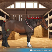 Horse Color:Brown 