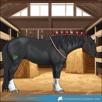 Horse Color:Black 