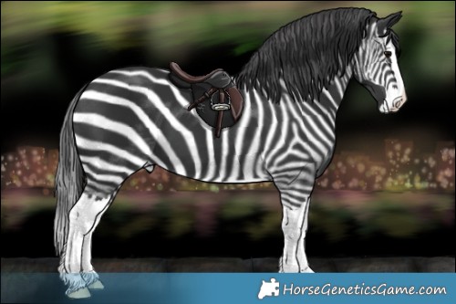 Horse Color:Black Splash 