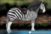Horse Color:Black Splash