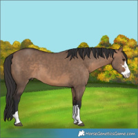 Horse Color:Brown Dun