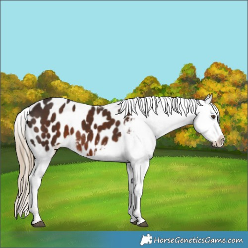 Horse Color:Liver Chestnut Appaloosa 