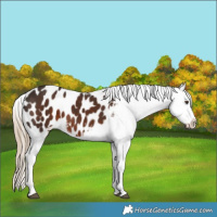 Horse Color:Liver Chestnut Appaloosa