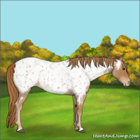 Horse Color:Red Roan Appaloosa 