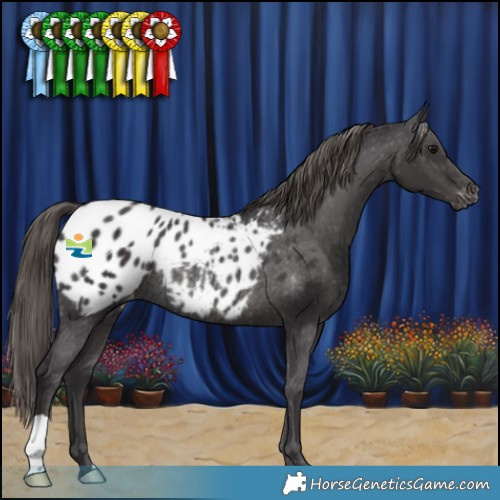 Horse Color:Smoky Black Appaloosa Rabicano 