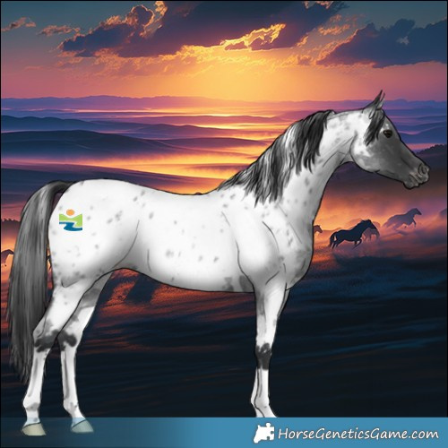 Horse Color:White Spotted Blue Roan Appaloosa 