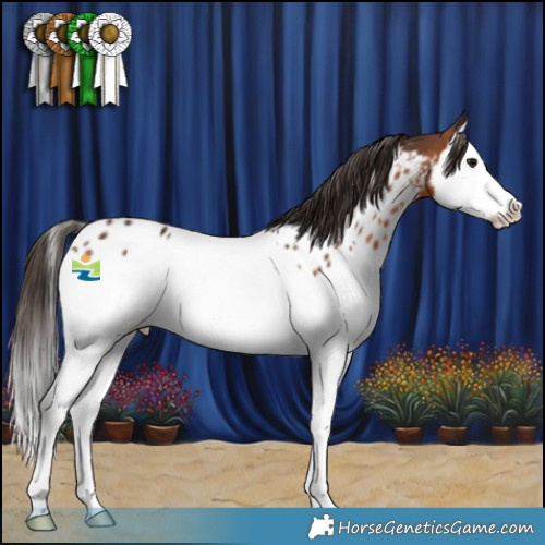 Horse Color:Bay Splash Appaloosa Rabicano 