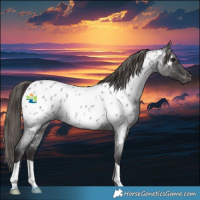Horse Color:Smoky Blue Roan Near Leopard Rabicano 