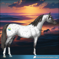 Horse Color:Smoky Blue Roan Appaloosa Rabicano 