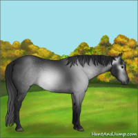 Horse Color:Gray Black 