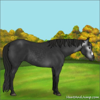 Horse Color:Gray Blue Roan