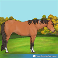 Horse Color:Bay Tobiano 