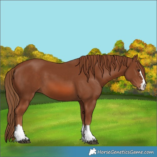 Horse Color:Chestnut 