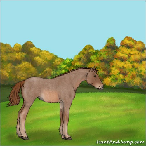 Horse Color:Red Roan Rabicano 