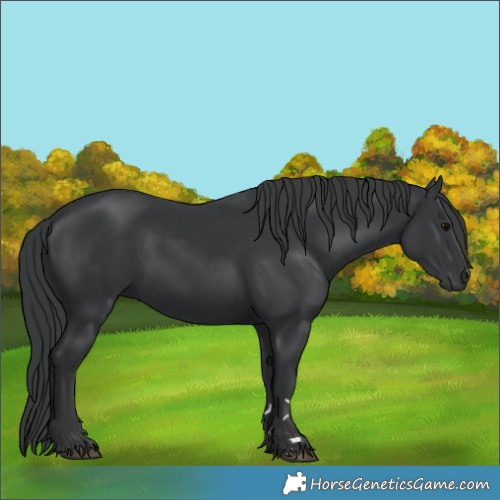 Horse Color:Black 