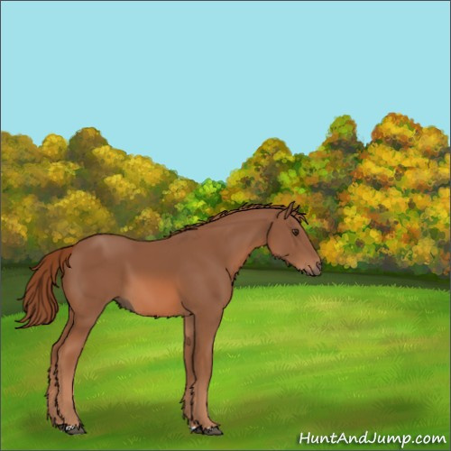 Horse Color:Chestnut 