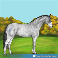 Horse Color:White Spotted Blue Roan 