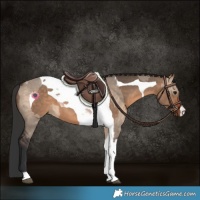 Horse Color:Brown Dun Tobiano  and Brown Dun Tobiano 