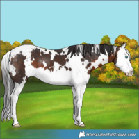 Horse Color:White Spotted Brown Splash 