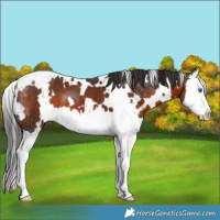 Horse Color:White Spotted Brown Splash 