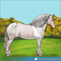 Horse Color:White Spotted Chestnut Appaloosa 