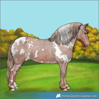 Horse Color:White Spotted Chestnut Appaloosa 