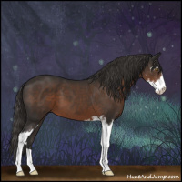 Horse Color:Liver Chestnut Sabino