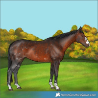 Horse Color:Brown 