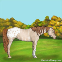 Horse Color:Smoky Black Ice Pearl Appaloosa