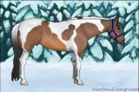 Horse Color:Buckskin Tobiano